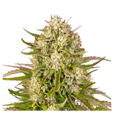 WEDDING CAKE AUTO  - BARNEY'S FARM